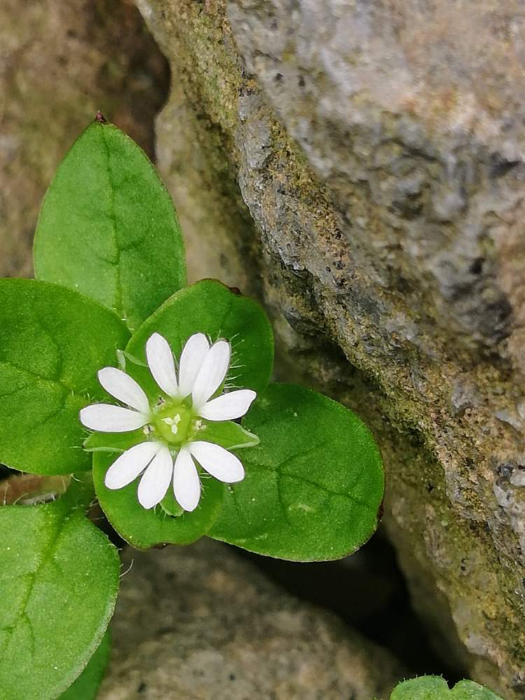 コハコベの投稿画像 By モコモコ さん 野の花と小さい庭と山野草とおうち園芸と花のある暮らしと白い花と小さな花 月4月9日 Greensnap グリーンスナップ