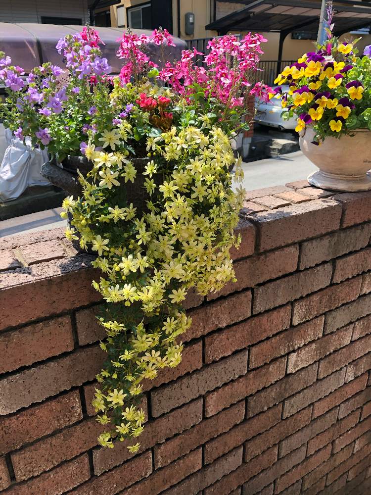 ディアスシア ダーラの投稿画像 By さとこさん フレグランス オペロンとバラザキ バコパとガーデニングと花のある暮らしとクレマチス と垂れ系植物 月4月9日 Greensnap グリーンスナップ