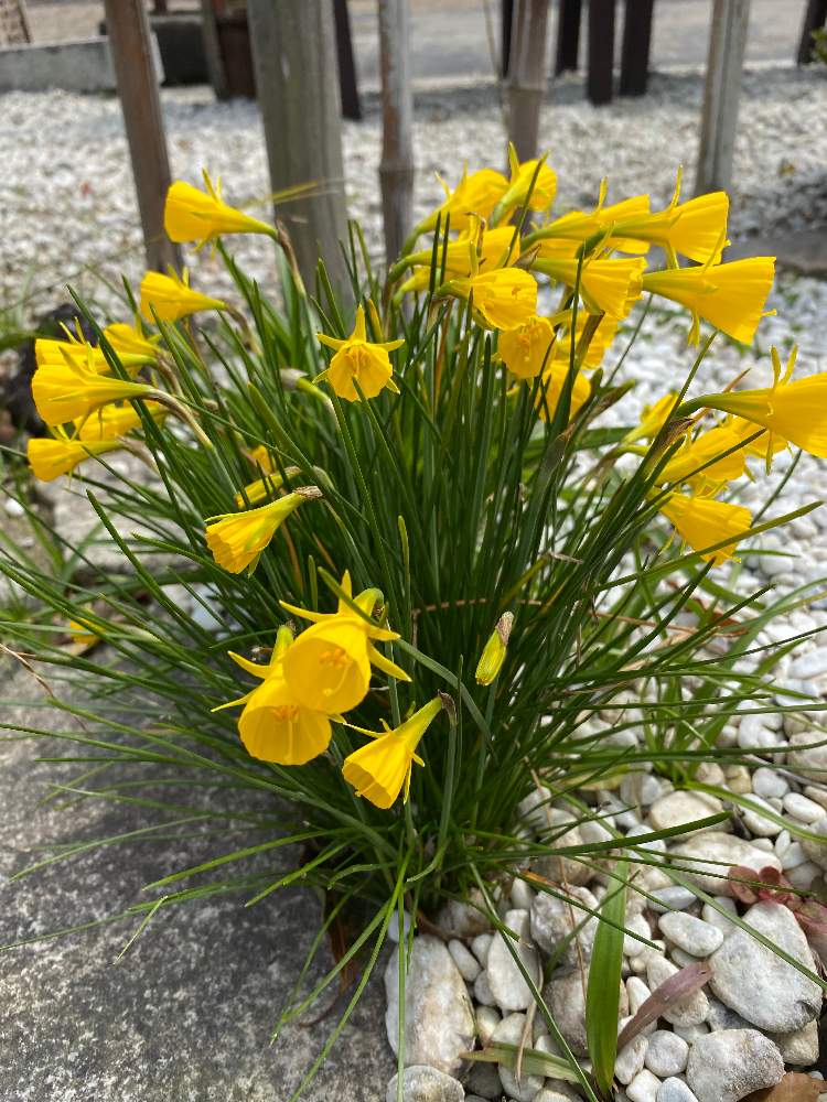 ペチコート水仙の投稿画像 By いいぽんさん ゴールデンベル 水仙 月4月9日 Greensnap グリーンスナップ Greensnap グリーンスナップ