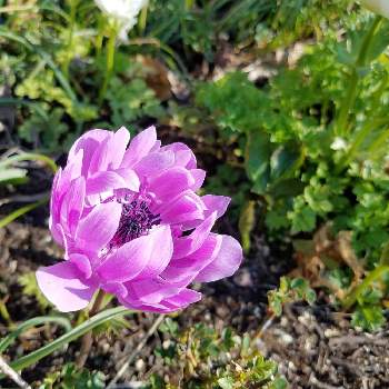 寒冷地okの投稿画像一覧 Greensnap グリーンスナップ