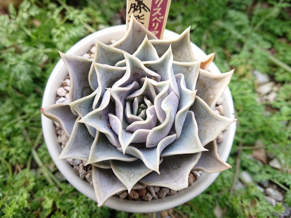 おらいさん苗 ミックスべリア ☆ ③藤紫 ☆ 多肉植物 エケベリア 交配種