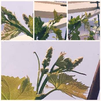 ぶどうの花芽の投稿画像一覧 Greensnap グリーンスナップ