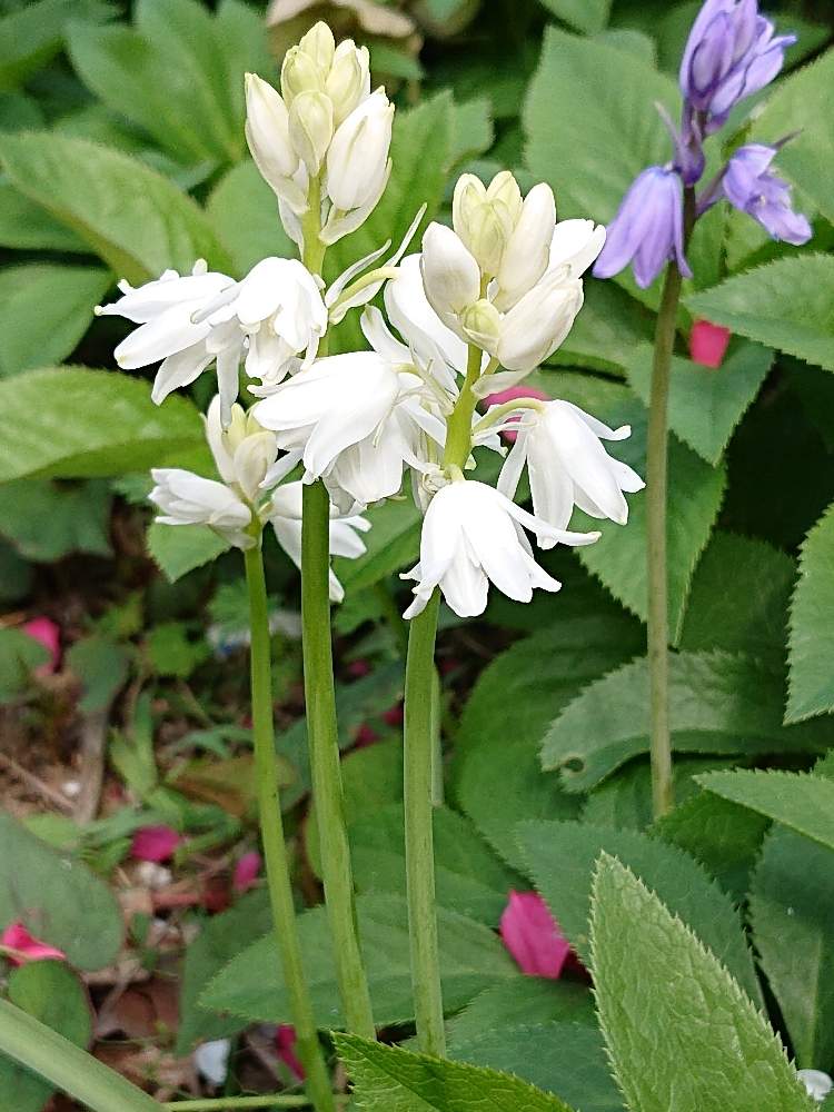 スパニッシュ ブルーベルの投稿画像 By レモンイエローさん ホワイトシティと散歩道とブルーベルと散歩道 月4月9日 Greensnap グリーンスナップ Greensnap グリーンスナップ