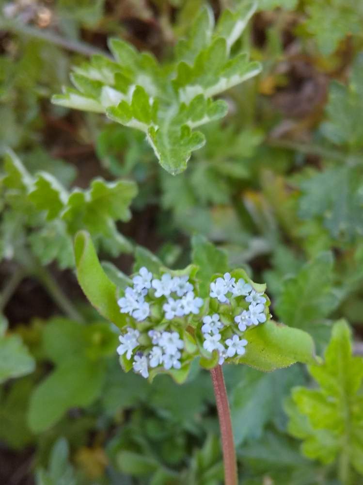 お出かけ先の投稿画像 By そら さん 野草と道端の草花と小さい花と花のある暮らしと白い花とかわいい花と野草と道端の草花と小さい花と花のある暮らしと白い花とかわいい花 月4月9日 Greensnap グリーンスナップ Greensnap グリーンスナップ