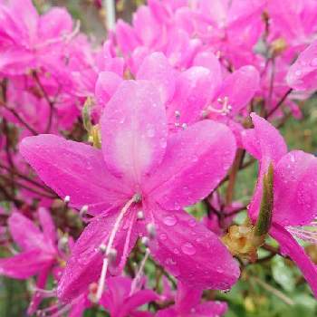 トウゴクミツバツツジ Rhododendron Wadanum の投稿画像一覧 Greensnap グリーンスナップ