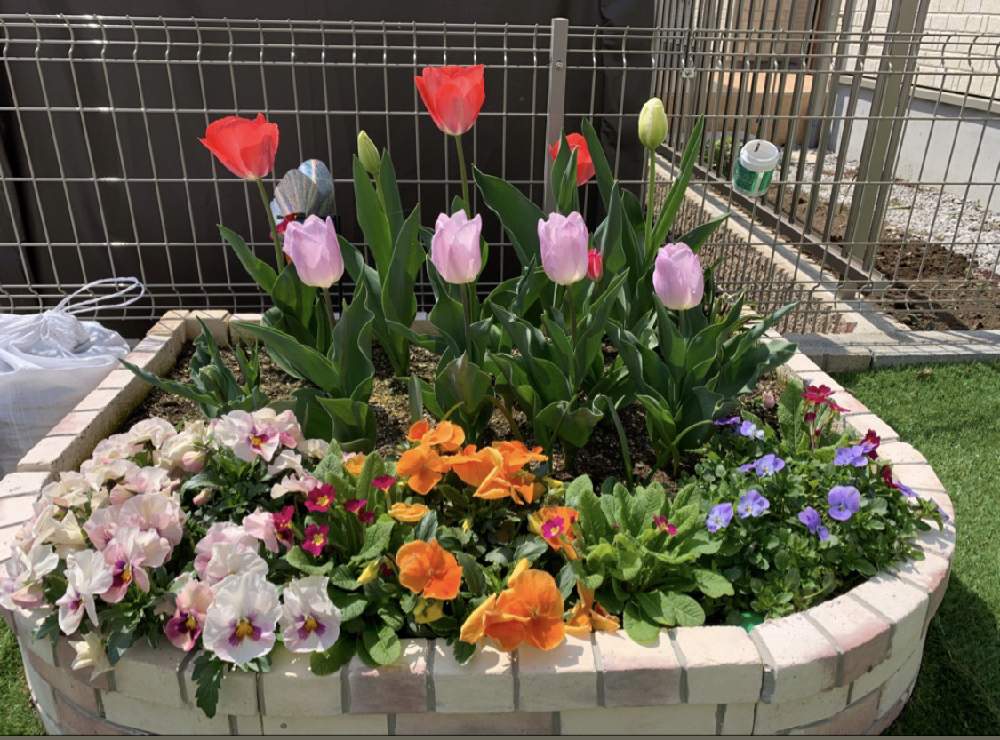 小さな花壇の投稿画像 By カルさん チューリップとチューリップフォトコン 月4月9日 Greensnap グリーンスナップ