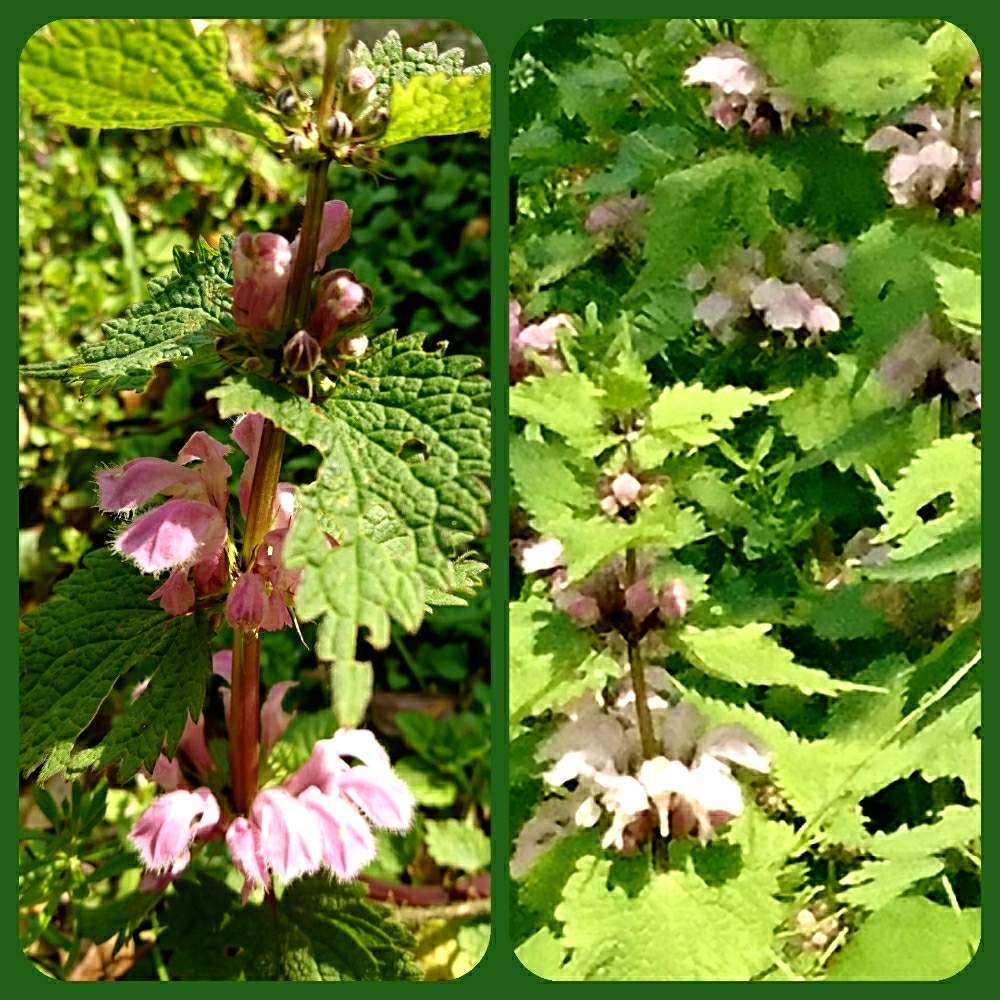 オドリコソウの投稿画像 By さくらさん 野の花と山野草と山歩きと癒し と春の山と九州オルレ 月4月9日 Greensnap グリーンスナップ