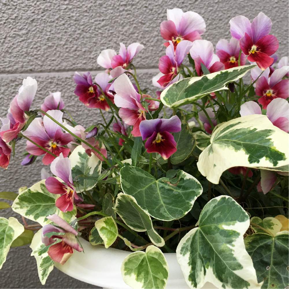 ビオラの投稿画像 By 美香さん ビオラ エボルベとビオラ Evolveと今日のビオラとビオラ パンジーとガーデニング初心者とエボルベ 月4月9日 Greensnap グリーンスナップ