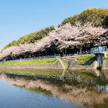 昼下がりの一枚の画像 by あーちゃんさん | お出かけ先と2020桜フォトコンと淡いピンク色と水面に映ると花のある暮らしと昼下がりの一枚