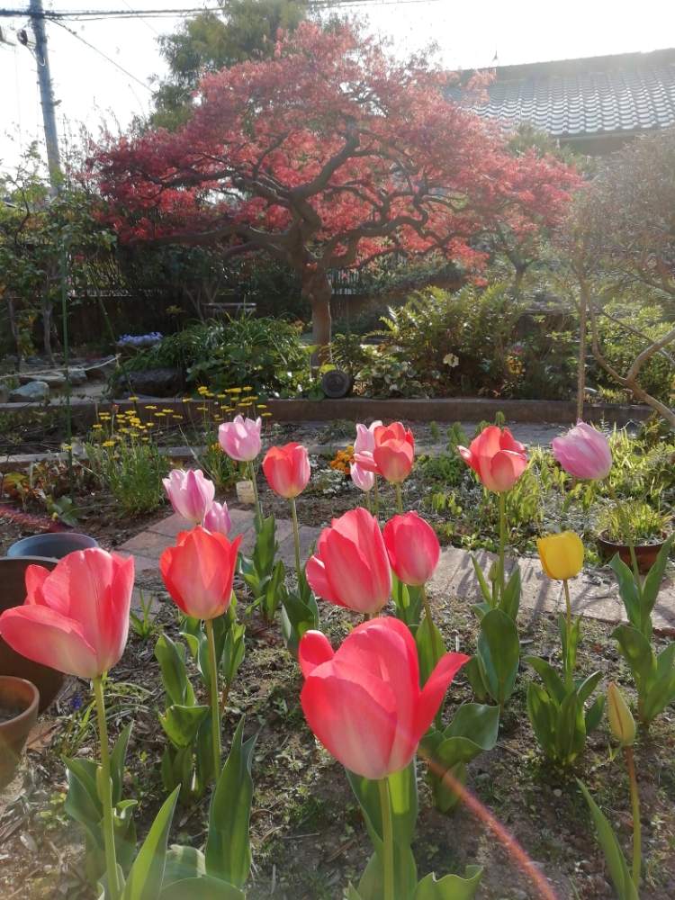 チューリップの投稿画像 By レンタラネコさん 紅葉と庭木と庭の花と地植えとお花とグリーンのある暮らしと庭の緑 月4月9日 Greensnap グリーンスナップ
