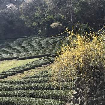 にほんの里100選の投稿画像一覧 Greensnap グリーンスナップ