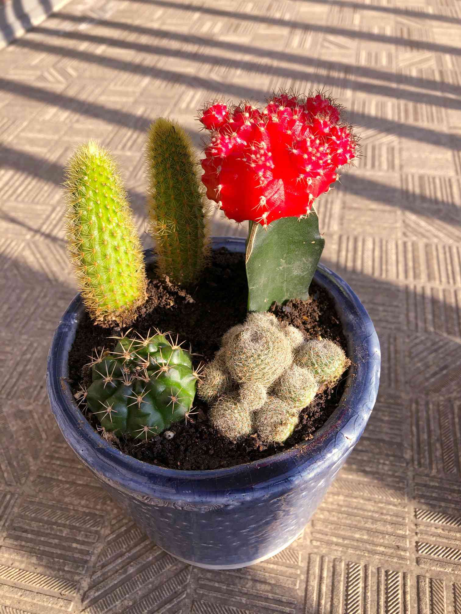 2連サボテン 1586439958230_830757_photo.jpg