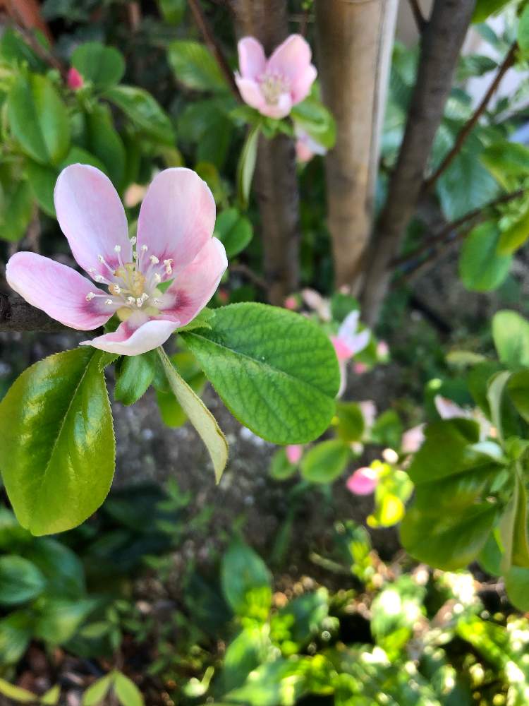かりんの花の投稿画像 By Fcrocusさん 花の咲く木とピンクの花と半日陰とカリン と春の庭と4月の庭とガーデニングフェスフォトコンと実のなる木と花のある暮らし 月4月9日 Greensnap グリーンスナップ