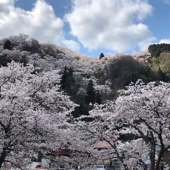 三休公園の投稿画像一覧 Greensnap グリーンスナップ