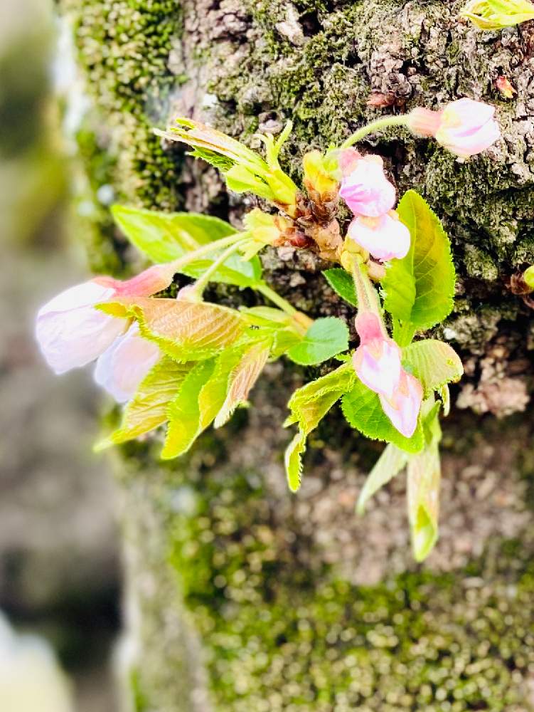 サクラの投稿画像 By みどり さん ソメイヨシノと銅吹き桜とスマホ撮影とサクラ属とさくら 桜 サクラとバラ科と花のある暮らしと銅吹き 月4月10日 Greensnap グリーンスナップ