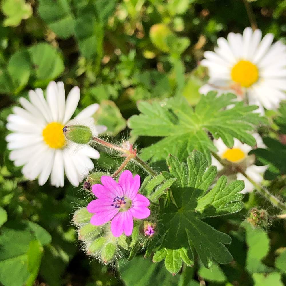 ヤワゲフウロの投稿画像 By ちえぼんさん ピンクの花と春の風景と可愛い花と道端の草花と花のある暮らし 月4月10日 Greensnap グリーンスナップ