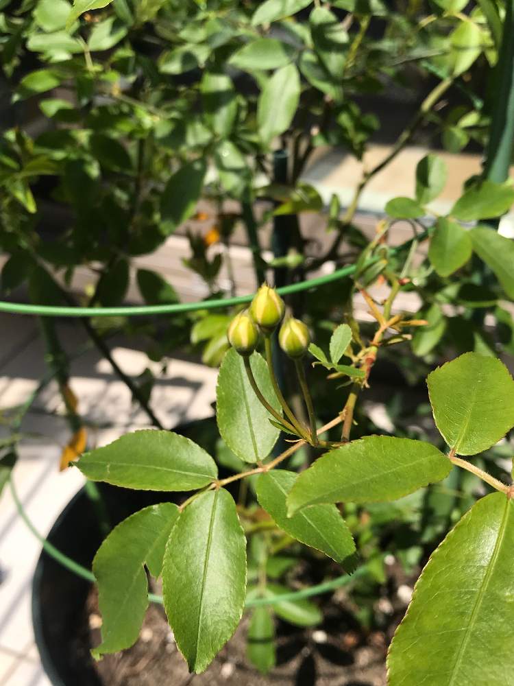 黄モッコウバラの投稿画像 By Ema Mamaさん 花芽と黄モッコウバラ とモッコウバラ とグリーンのある暮らしとおうち園芸と黄色い花と鉢植えと花のある暮らしとバラ ミニバラとグリーン 月4月10日 Greensnap グリーンスナップ