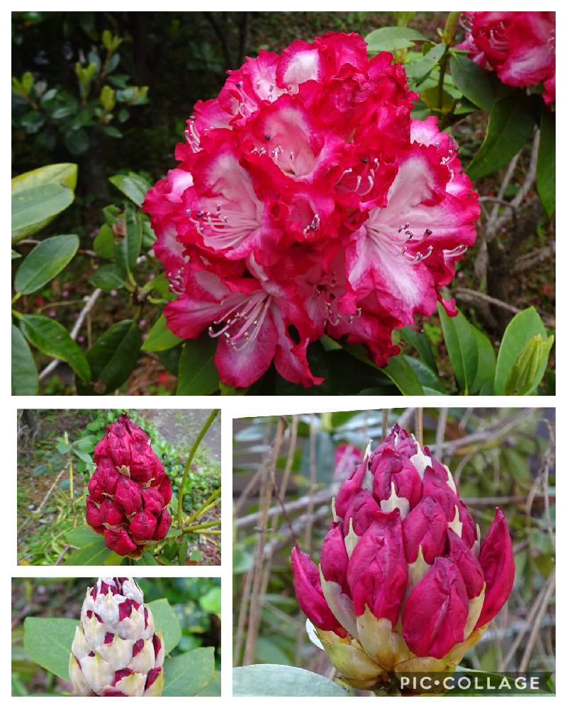 シャクナゲの投稿画像 By ターちゃんさん 散歩道とご近所とこんな時こそ花をとシャクナゲ 月4月10日 Greensnap グリーンスナップ