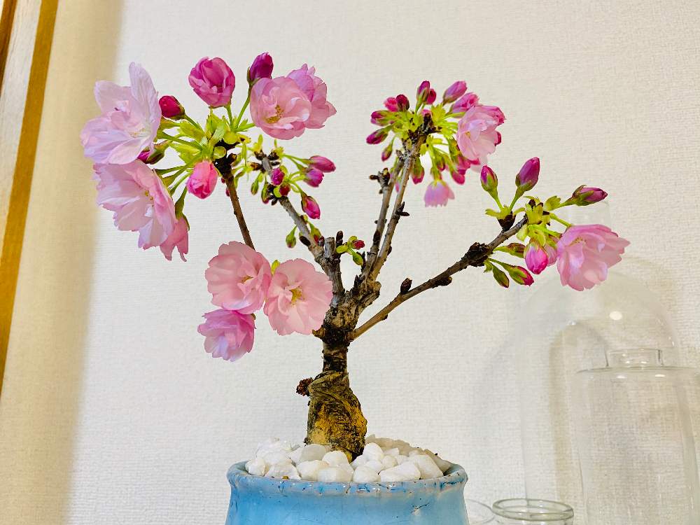 桜フォトコンの投稿画像 By ムミーンさん ミニ盆栽と一才桜旭山と盆栽とさくら 月4月10日 Greensnap グリーンスナップ