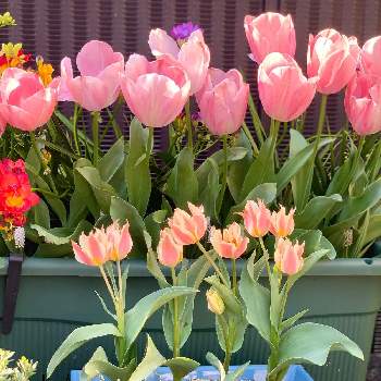 スプレー咲きチューリップの投稿画像一覧 Greensnap グリーンスナップ