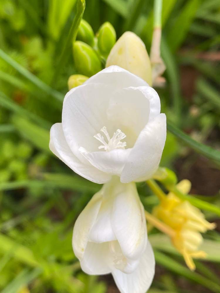 白 フリージアの投稿画像 By Nanairofさん おうち園芸と花のある暮らしとgs皆様ありがとうとgsの皆さまに感謝 と白いフリージア 月4月10日 Greensnap グリーンスナップ