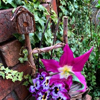 チューリップ 夢の紫の画像 by Kumin✿︎さん | 小さな庭とパンジーとアイビーとチューリップ 夢の紫と花のある暮らしと富山支部とspecial seat♡とチューリップフォトコン2020とレンガ