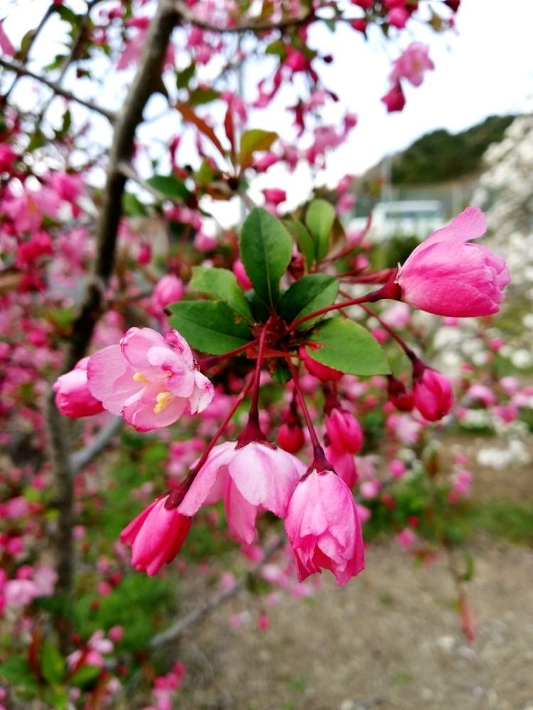 ハナカイドウの投稿画像 By 美和の家ソルさん 花のある暮らしと茨城県常陸大宮市下檜沢と美和の家ソル 月4月10日 Greensnap グリーンスナップ