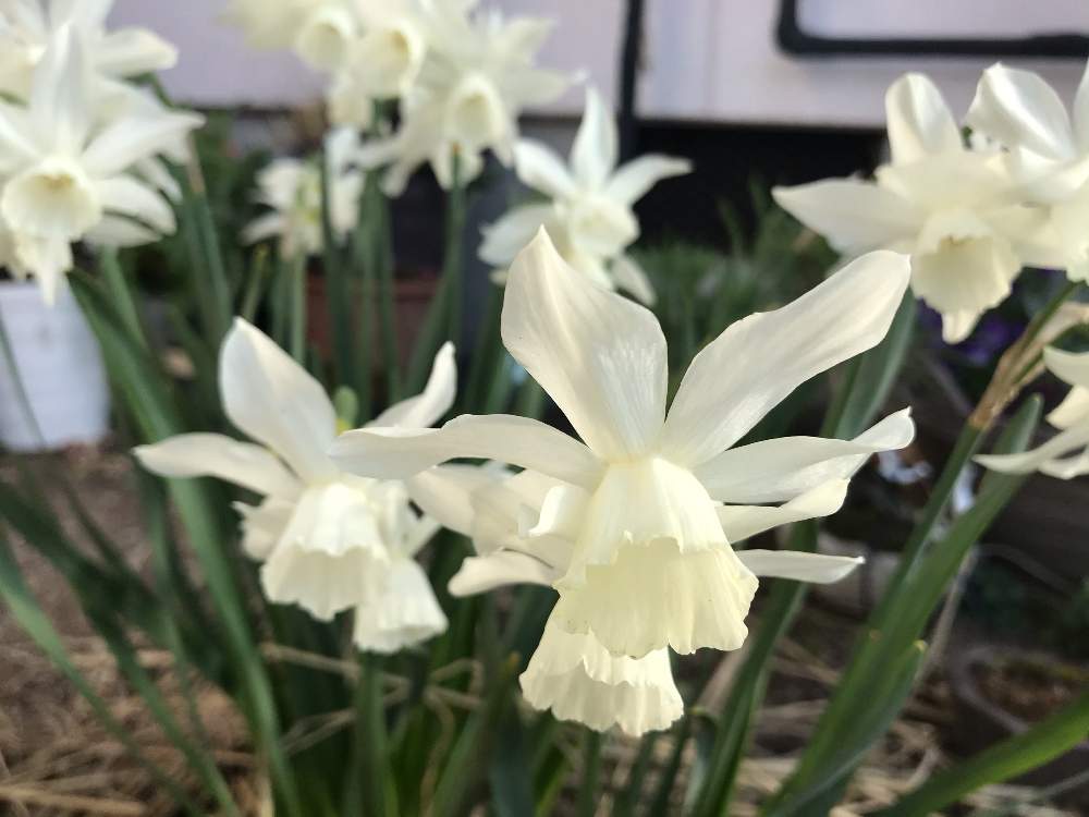 スイセン タリアの投稿画像 By ゆみじんさん ずくだせ信州と 秋植え球根 フォトコンテストとおうち園芸とバラと夢clubとスマホで撮影とgsアダルトチーム 月4月10日 Greensnap グリーンスナップ