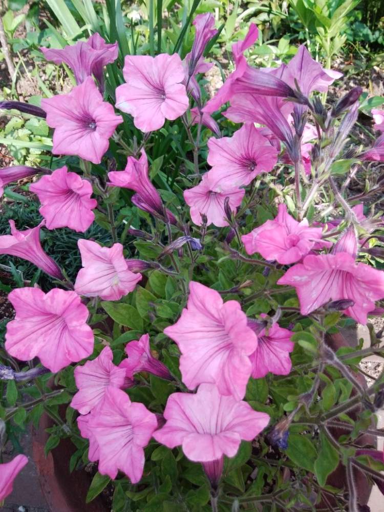 ペチュニアの投稿画像 By カコさん 鉢植えと花のある暮らしとピンクのお花と種類が多い 月4月10日 Greensnap グリーンスナップ