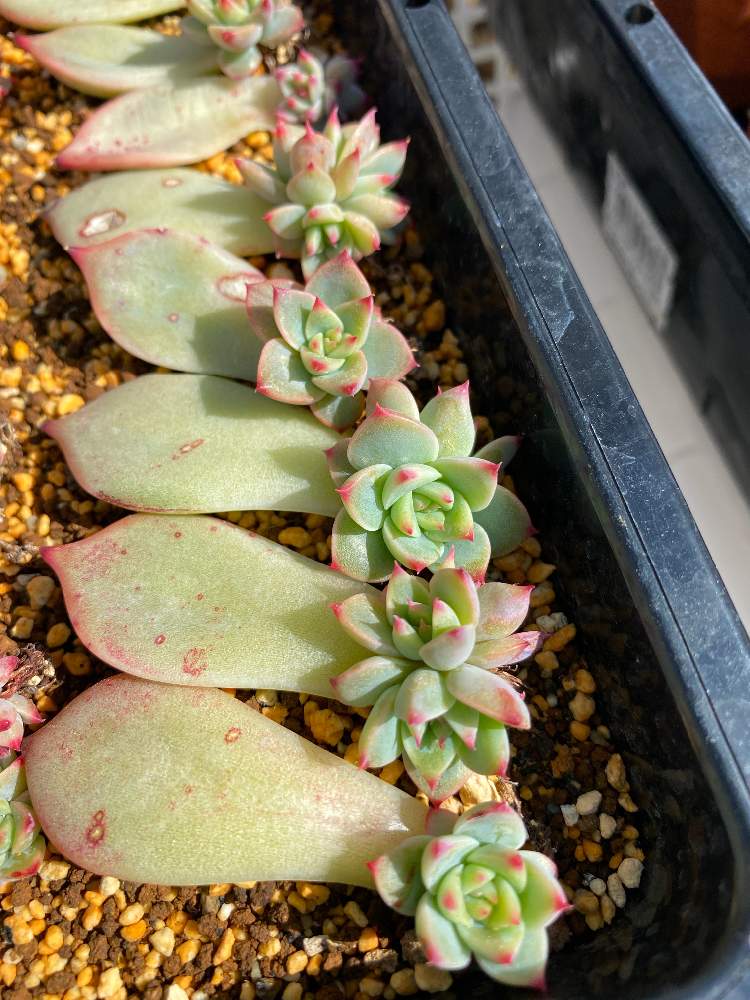 多肉植物の投稿画像 By W か さん 葉挿しと桃太郎19年葉挿し 月4月10日 Greensnap グリーンスナップ