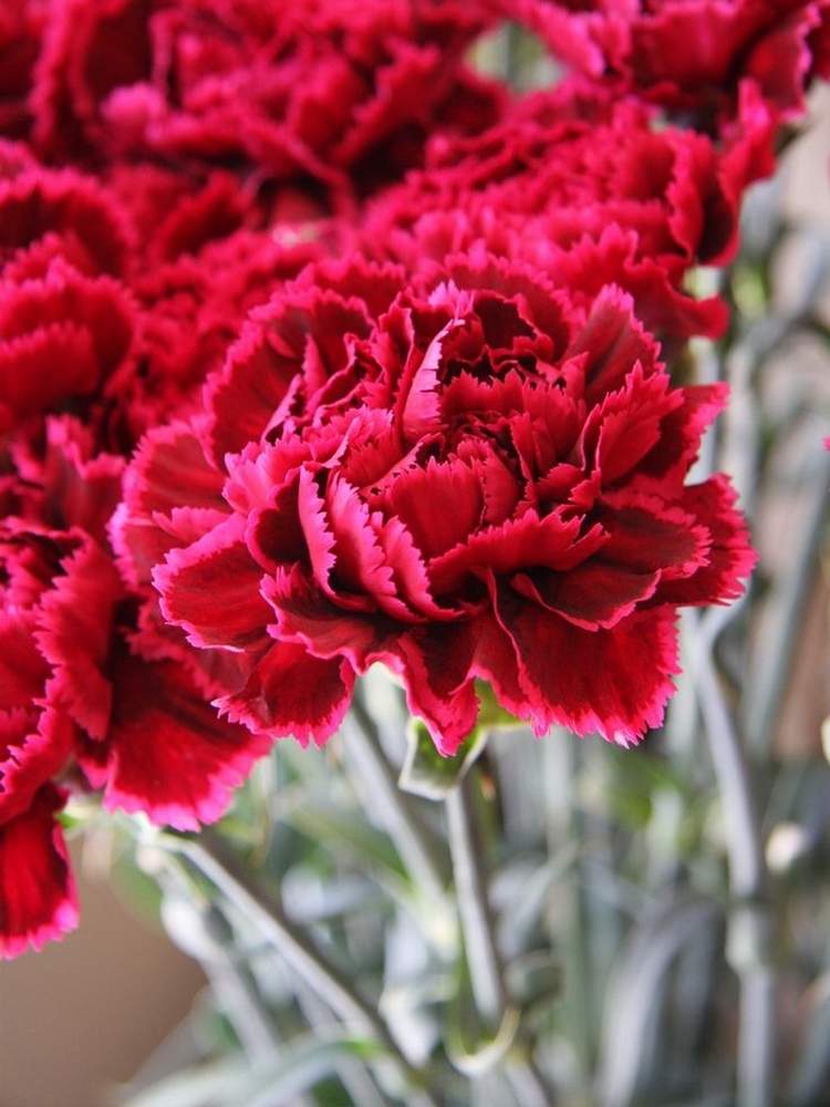 カーネーションの投稿画像 By 騎馬隊さん 切り花と花のある暮らしと花屋 月4月10日 Greensnap グリーンスナップ