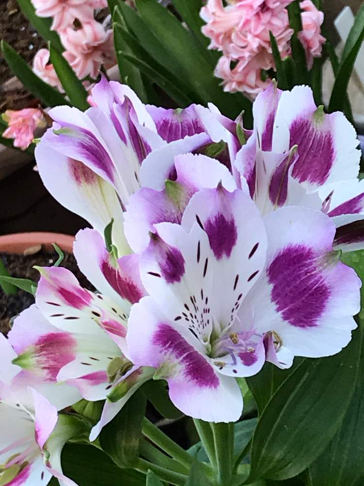 アルストロメリアの投稿画像 By ナルママさん 小さな庭と花のある暮らしと誕生日プレゼントと紫色大好きと嬉しい と花のある暮らしと誕生日プレゼントと 紫色大好きと嬉しい 月4月10日 Greensnap グリーンスナップ Greensnap グリーンスナップ