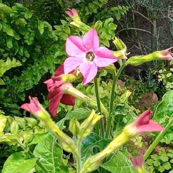 花タバコの投稿画像一覧 Greensnap グリーンスナップ