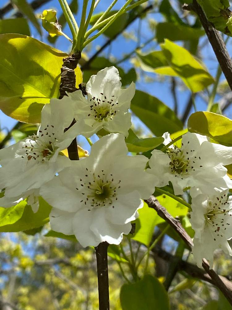 梨の花の投稿画像 By 長靴おばさんさん 果樹と花のある暮らし 月4月10日 Greensnap グリーンスナップ