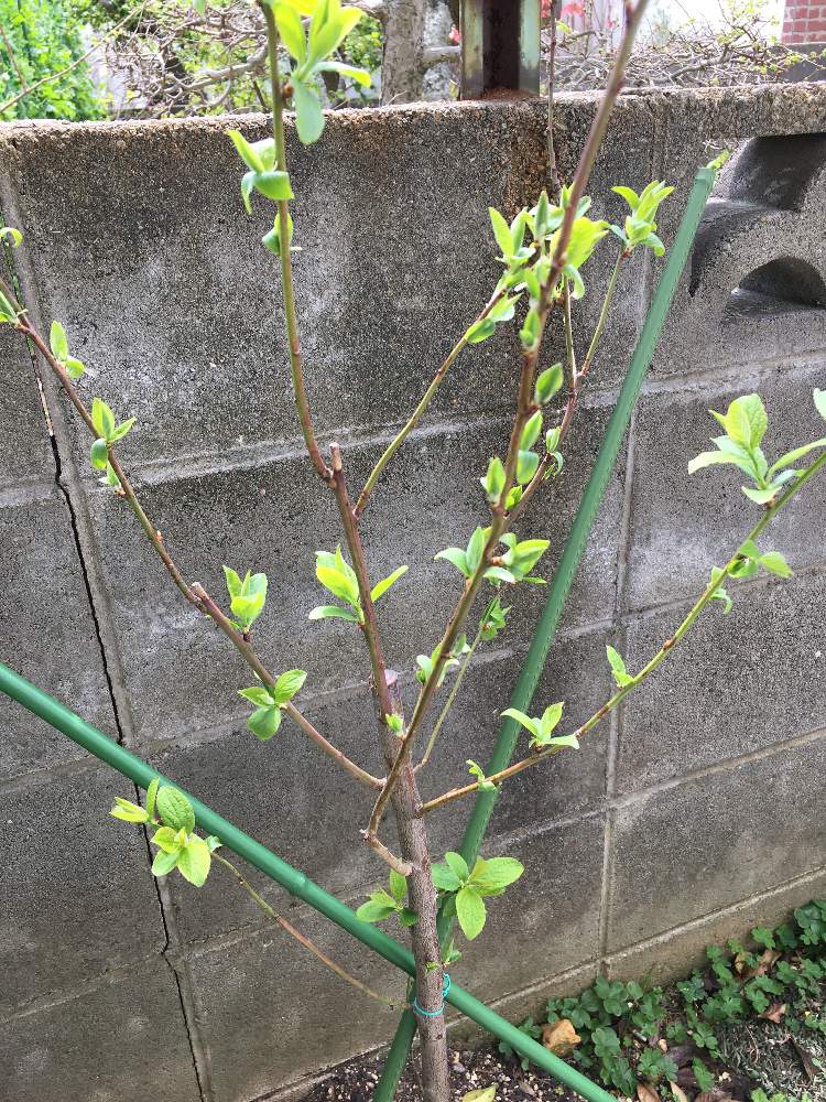 プルーン成長記 Greensnap グリーンスナップ