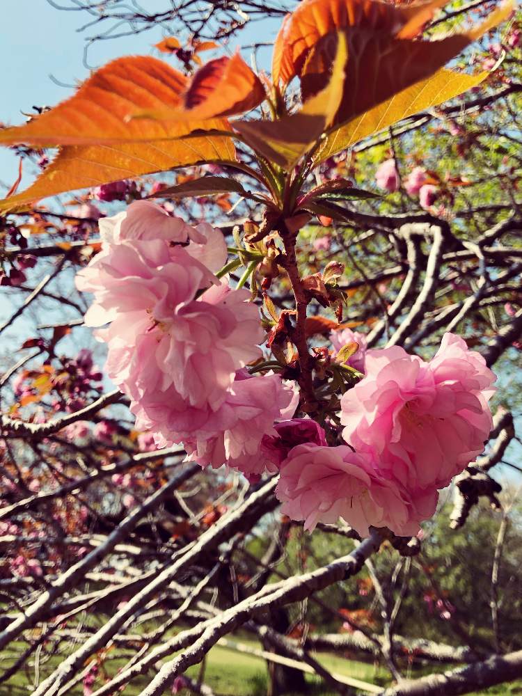 カンザンの投稿画像 By むらさきさん 桜フォトコンとお写んぽとさくら 桜 サクラと可愛いと癒し 月4月10日 Greensnap グリーンスナップ
