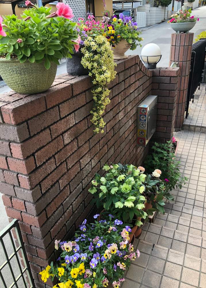春の花 寄せ植えの投稿画像 By さとこさん ペチュニアローライダーとクレマチスとペチュニアとフレグランス オペロンとおうち園芸と垂れ系植物とガーデニングと花のある暮らしと大きめ寄せ植え 月4月10日 Greensnap グリーンスナップ