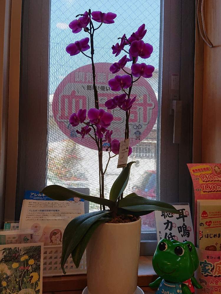胡蝶蘭の投稿画像 By ナナさん Gsばえとかわいいお花 とうつくしいと可愛いと花のある暮らし 月4月10日 Greensnap グリーンスナップ