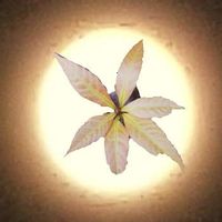 オキナワウラジロガシ,どんぐりの芽,小さな庭の画像