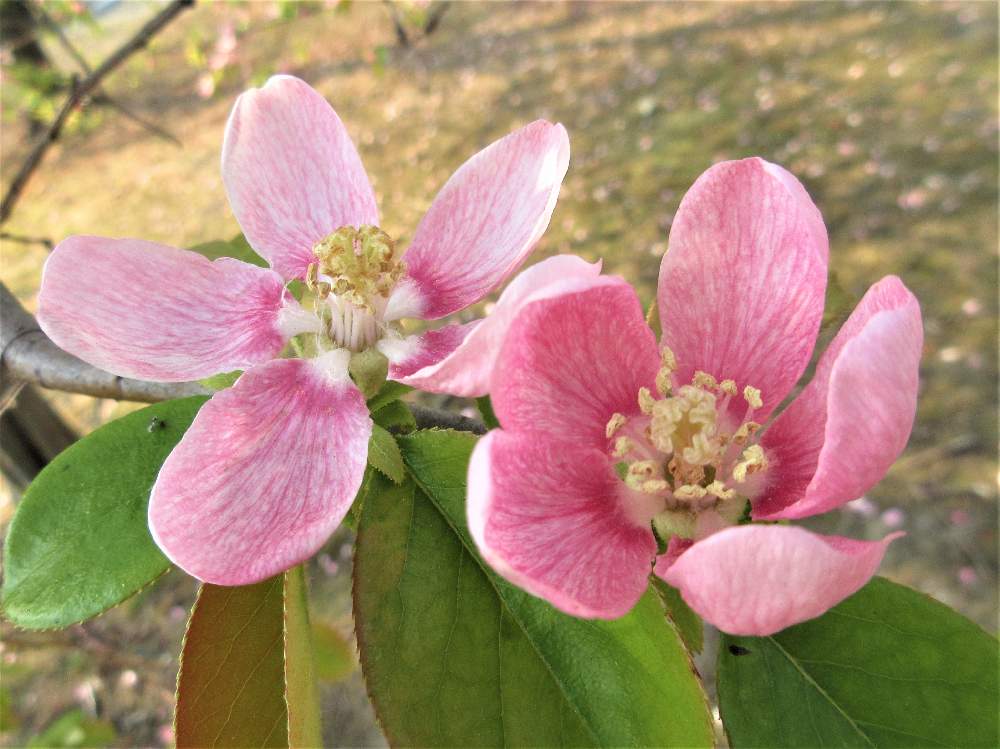 カリンの投稿画像 By 栗 かのこさん 花のある暮らしとやさしいピンクと花梨 月4月10日 Greensnap グリーンスナップ
