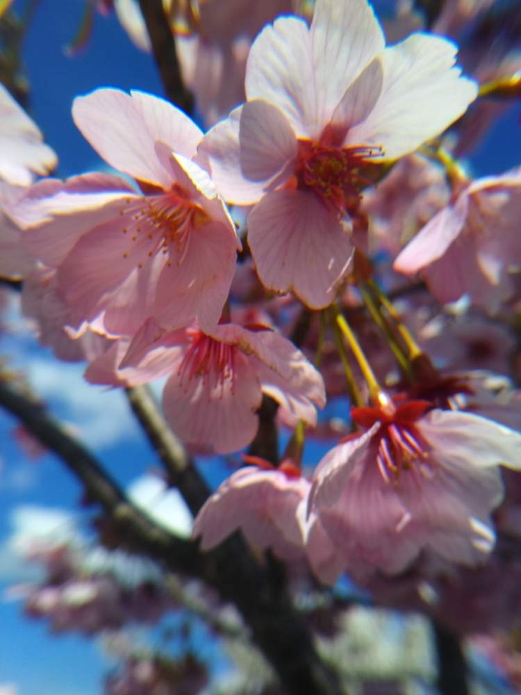 公園の投稿画像 By ケニチさん ピンク色の花とさくら 桜 サクラと公園散歩 月4月10日 Greensnap グリーンスナップ