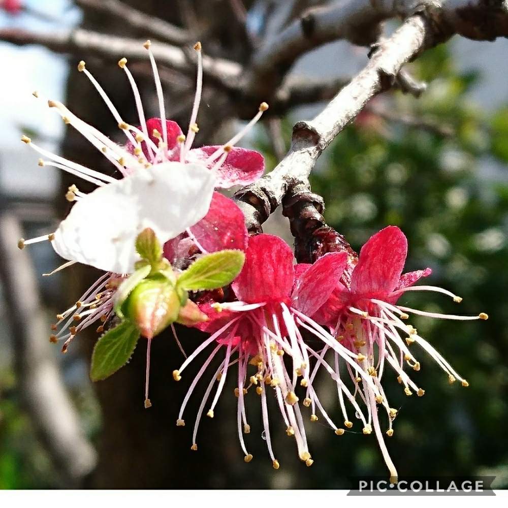 杏の花の投稿画像 By Tokoさん 杏の小さな小さな実と出会いに感謝 と実の成る木と大事に育てたいと花のある暮らしとうどん県人会と植物に癒されて 月4月10日 Greensnap グリーンスナップ