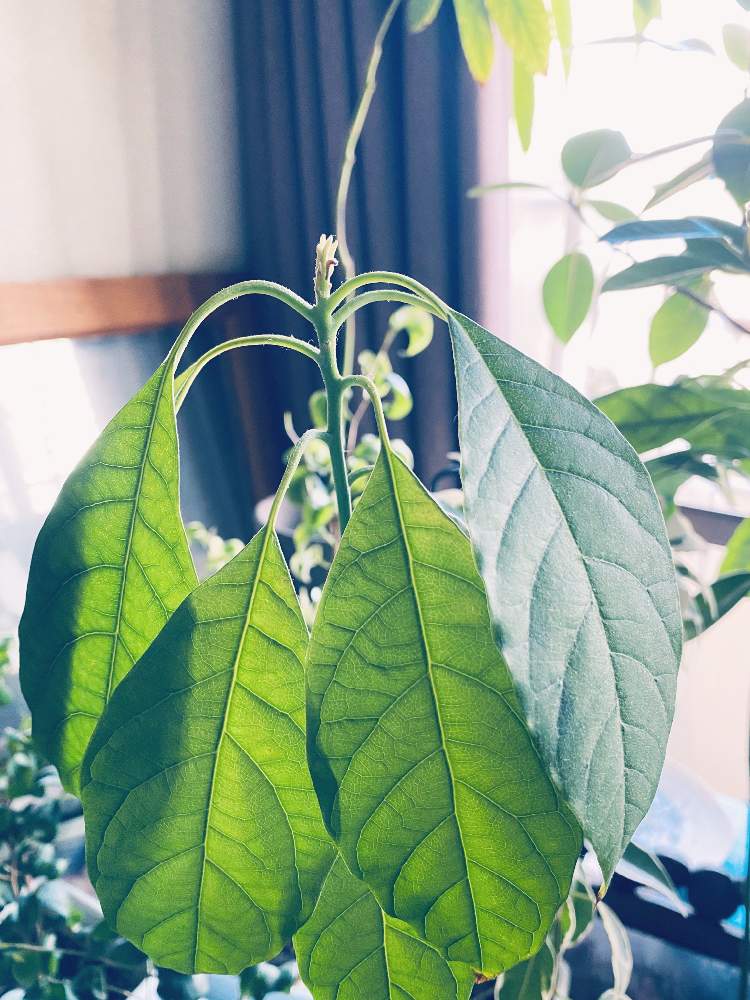 アボカドの投稿画像 By Junjun02 さん インドアグリーンと観葉植物とエコスギバイオと葉っぱとno Green No Lifeと植中毒とはるが来た と緑好きとおおきくなぁ れと観葉植物のある暮らし 月4月10日 Greensnap グリーンスナップ