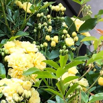 黄色い花♥︎∗*ﾟの画像 by カンパニュラさん | 小さな庭と黄モッコウバラといっぱーい(*^ー^)と黄色い花♥︎∗*ﾟと花が好き❤とす・き❤️とお花に元気をいただいてときれーい✨と꒰ღ˘◡˘ற꒱かわゅ~と癒される〜〜♡と地植え
