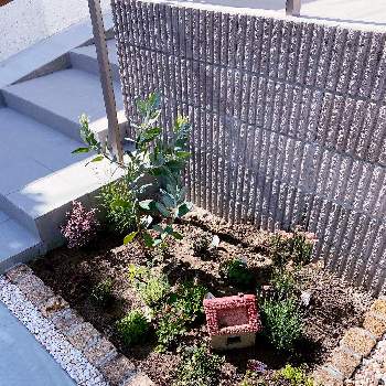 ロータス クレティクスの投稿画像一覧 Greensnap グリーンスナップ