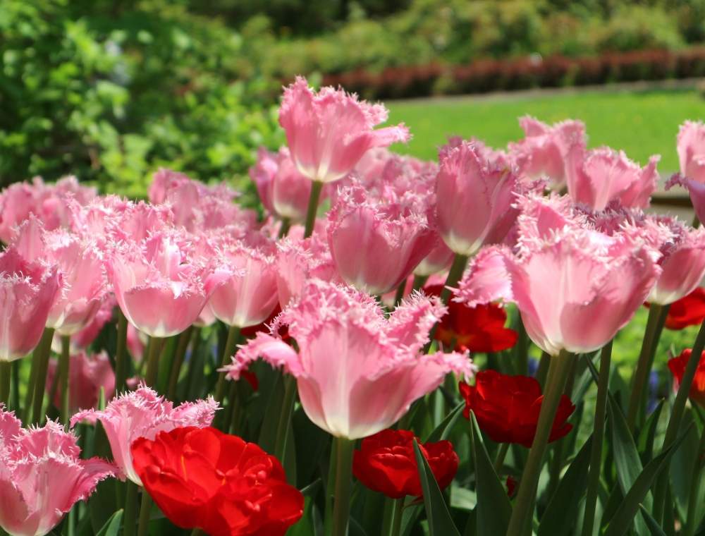 チューリップの投稿画像 By すえちゃんさん サンタンダと春のお花とお花を楽しむとピンクの花とカメラ女子と癒し空間とお花が好き と優しい花色と球根植物と チューリップフォトコンとお花畑 月4月10日 Greensnap グリーンスナップ