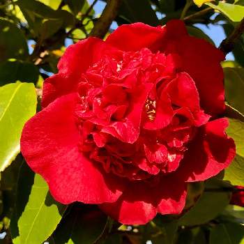 南蛮紅の画像 by Yukikoさん | お出かけ先と南蛮紅と花のある暮らしと公園