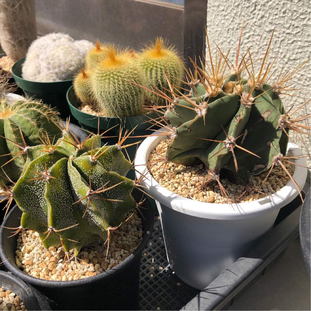 般若の投稿画像 By Cさん サボテン科とトゲトゲとアストロフィツム属と サボテンと成長記録 月4月10日 Greensnap グリーンスナップ