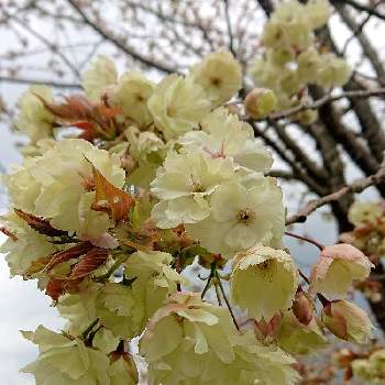 緑の桜の画像 by けいにゃんこさん | お出かけ先と2020桜フォトコンと春が来たと変わった桜と満開の桜と緑の桜