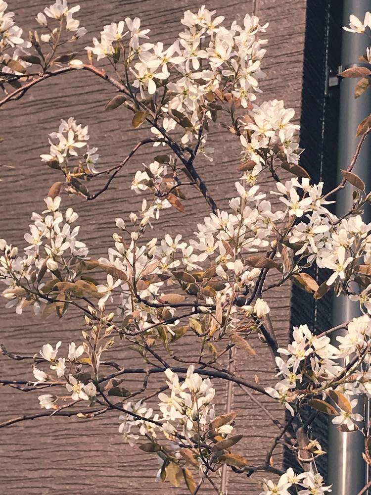 実がなる木の投稿画像 By Frillさん お外で越冬と白い花と赤い実と耐寒性 月4月10日 Greensnap グリーンスナップ